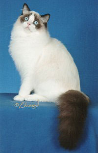 furreal ragdolls